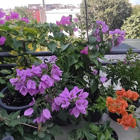 Apartman Bella Vista *
