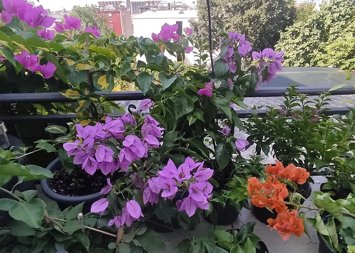 Apartman Bella Vista *